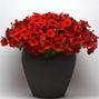 Wave Red Wave Petunia Jumbo 6 pack 17.99 sale price